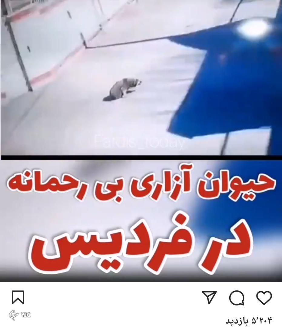 حیوان آزاری تا سرحد مرگ در فردیس/ واکنش خواندنی دادستان