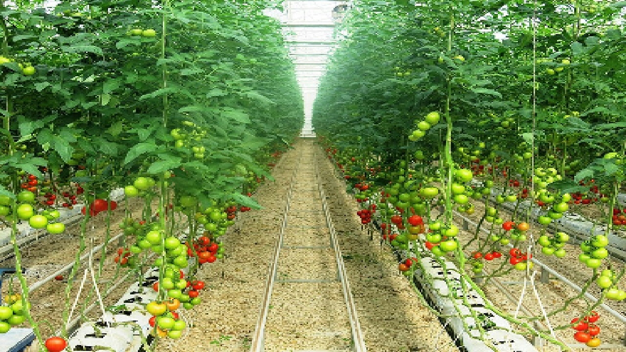 ابلاغ ۳۰ میلیارد تومان برای امهال تسهیلات بهره برداران بخش کشاورزی
