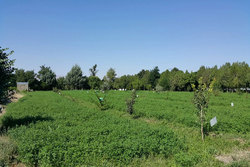نهالستان کوشکن زنجان ظرفیت تبدیل شدن به بزرگترین مرکز تهیه تهال در شمال غرب کشور را دارد