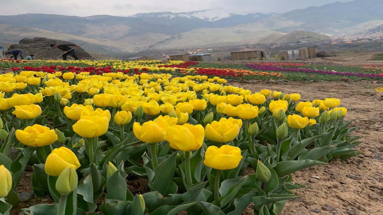 چشم‌اندازی زیبا از دشت گل در روستای کندر + فیلم