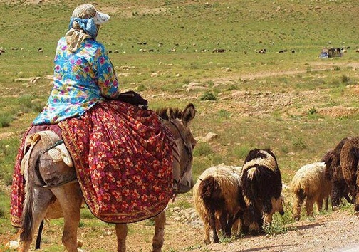 اقلام بهداشتی در مناطق عشایری گچساران و باشت توزیع شد