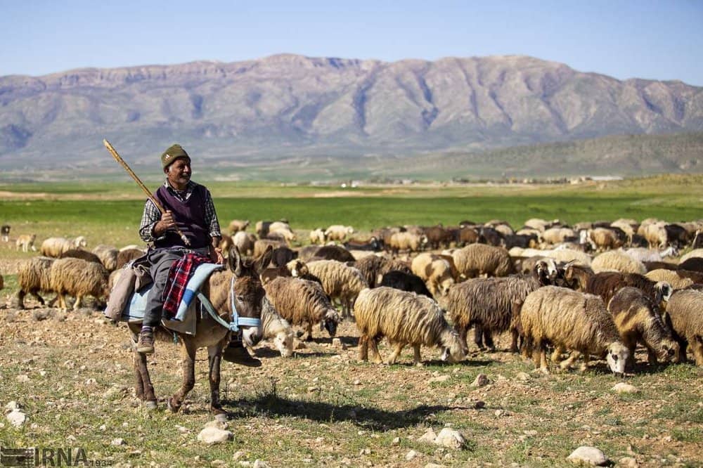آغاز کوچ بهاره عشایر به مناطق قشلاقی خنج