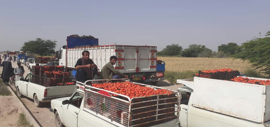 گوجه فرنگی رودبار جنوب وارد بازار می شود