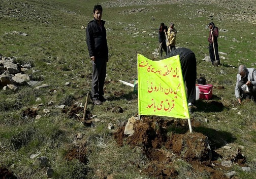 روند روبه رشد کاشت گیاهان دارویی در استان کرمانشاه