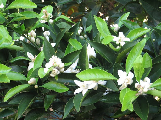 بوی عطرخوش بهارنارنج در نارنجستان‌های فارس