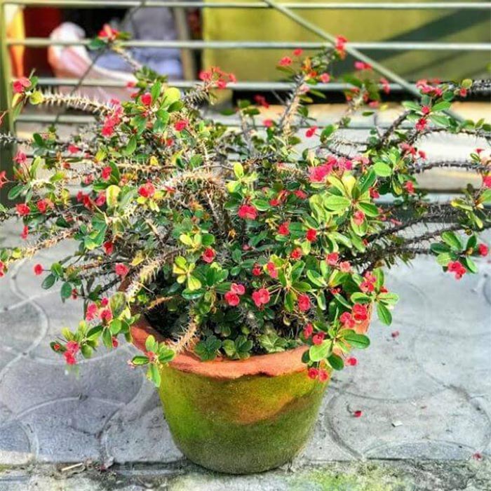 نحوه تکثیر، پرورش و نگهداری گل مرجان در منزل و محل کار