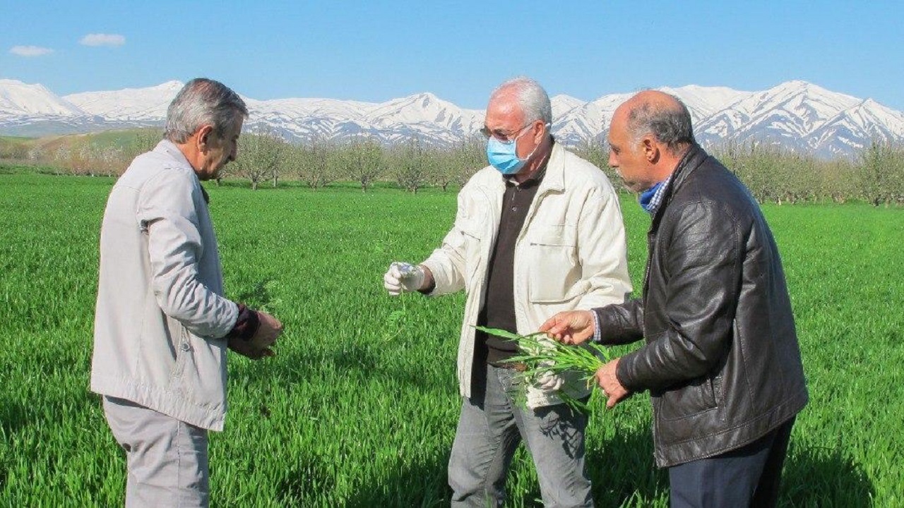 لزوم رصد و پایش مزارع گندم از لحاظ آفات و بیماری‌ها
