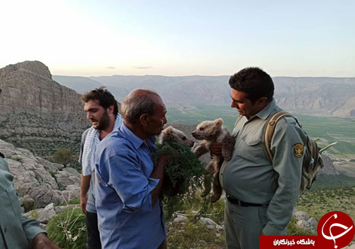 نجات دو توله خرس سرگردان از منطقه شکار ممنوع کوه خرسی