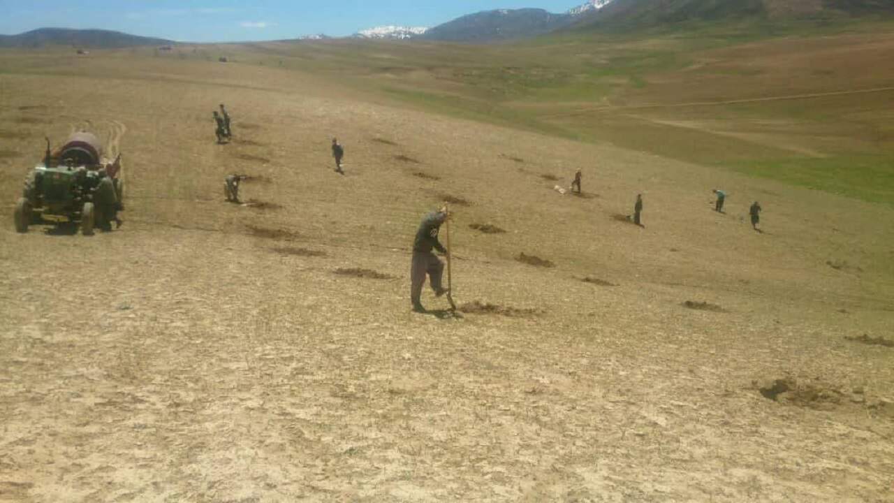 آغاز نهالکاری در اراضی سودجان