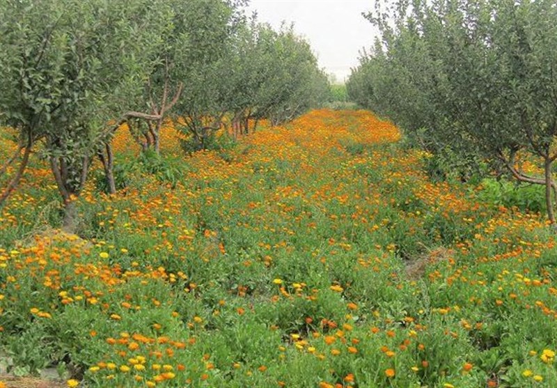 برداشت ۴ تن محصول شیره باریجه و کتیرا