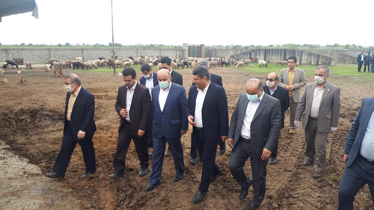 طرح اصلاح نژاد دام سبک برای اولین بار در کشور