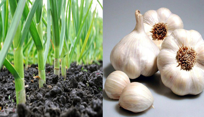 چگونه در منزل سیر پرورش دهیم؟