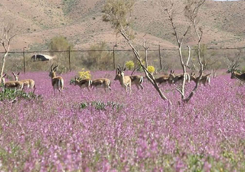 حادثه مرز ایران و عراق شایعه یا واقعیت؟/ معجزه کرونا و از گور درآمدن سرباز ایران باستان/ لاک پشتی زخمی زنده از اتاق عمل درآمد حادثه مرز ایران و عراق شایعه یا واقعیت؟/ معجزه کرونا و از گور درآمدن سرباز ایران باستان/ لاک پشتی زخمی زنده از اتاق عمل درآمد