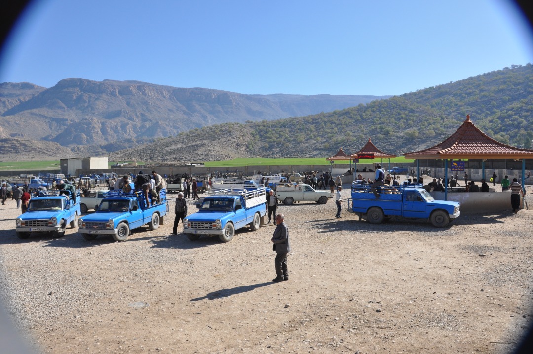 بازگشایی میدان فروش دام ممسنی