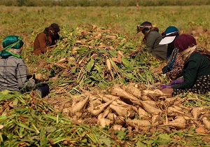 پیش بینی برداشت ۱۶۰ هزار تن چغندر قند در دزفول