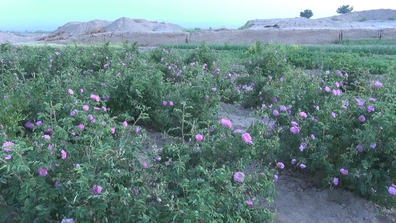 آغاز برداشت گل محمدی از گلستان‌های خوسف