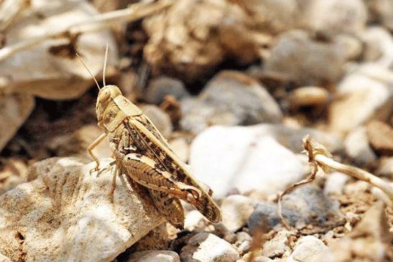 شناسایی ۱۴ کانون ملخ در شیروان