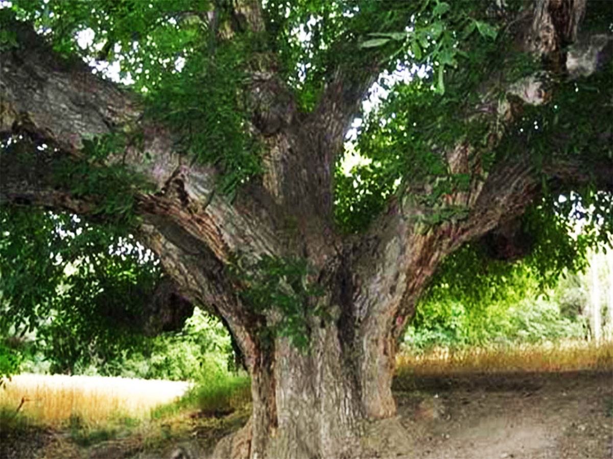 درختان کهنسال گردوی روستای کنداب ثبت ملی شدند