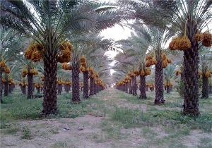 سطح زیر کشت نخیلات خوزستان به ۵۵ هزار هکتار می‌رسد