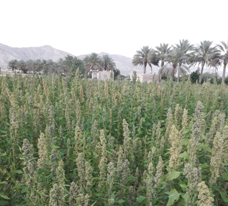 کاشت کینوا برای اولین بار در قیروکارزین