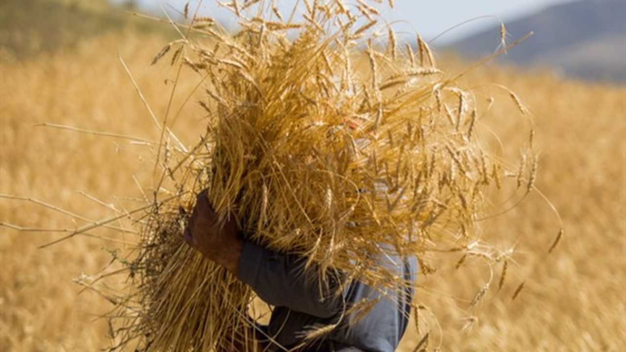 پیش بینی تولید ۱۴ میلیون تن گندم در کشور