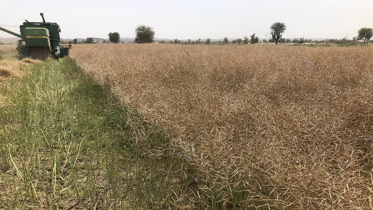 ۴۲۰ تن کلزا در سیستان و بلوچستان خریداری شد