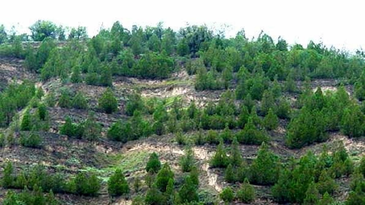 آغاز طرح جنگل کاری با محوریت گردشگری در شهرستان چالدران