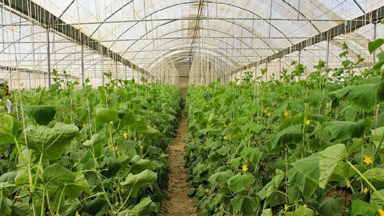 نخستین گواهی تولید محصول سالم در گلخانه برای کشاورز خاشی صادر شد