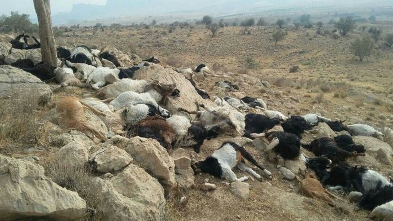 صاعقه باعث تلف شدن ۴۲ بز شد