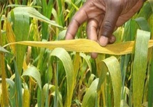 تهدید مزارع کوهدشت با آفت زنگ زرد