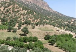 کاشت ۲۵۰ هکتار جنگل در اسدآباد