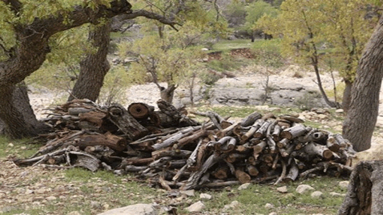 دستگیری پنج متخلف قطع درختان جنگلی در لردگان
