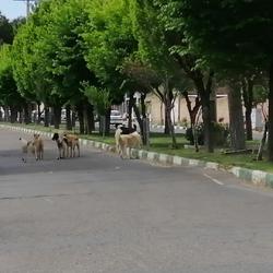 جولان سگهای ولگرد در «کهک» + تصاویر