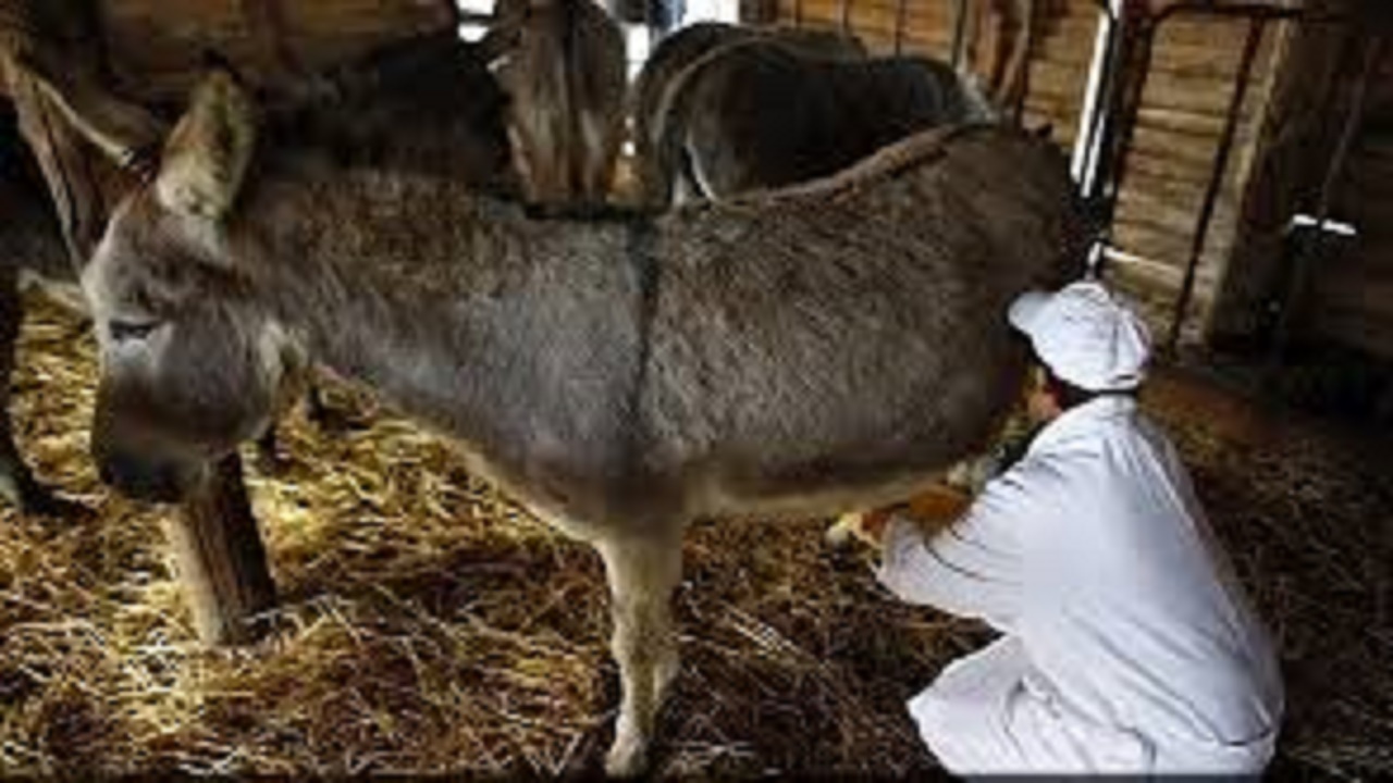 صدور مجوز برای پرورش الاغ