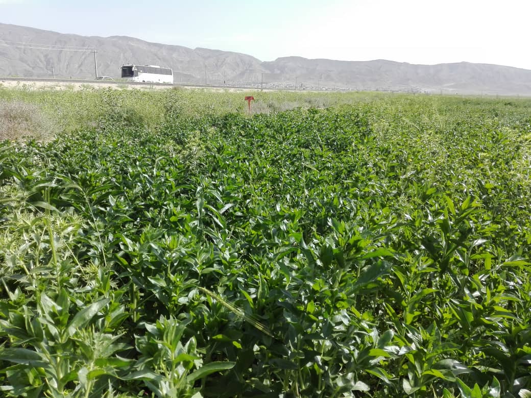 کشت آزمایشی گلرنگ در اراضی دیم لارستان