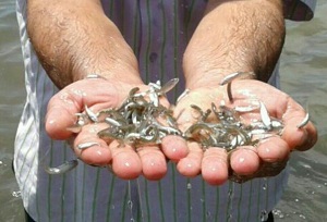 بچه ماهی سفید سیستان