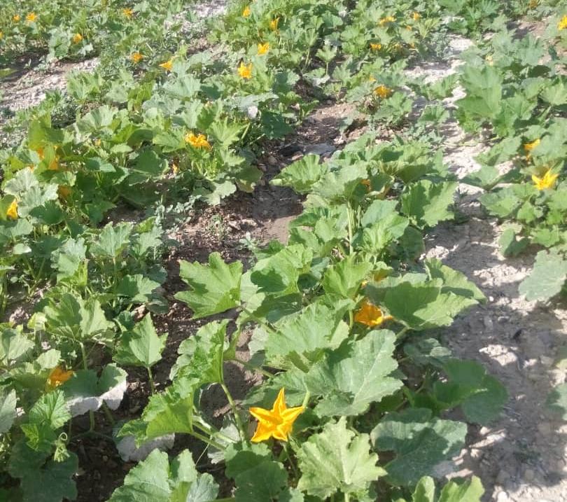 کدوی طبی برای اولین بار در لارستان کشت شد