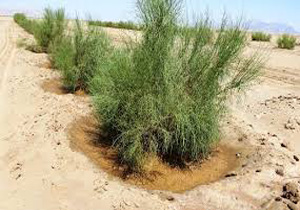 بیابان‌های خراسان شمالی نیاز به مالچ پاشی ندارد