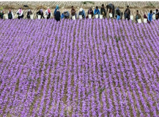گردشی مجازی در  دیار طلای سرخ