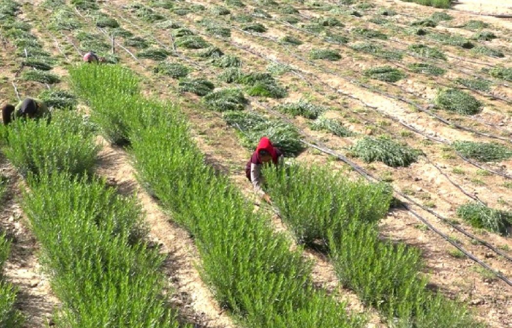 پیش بینی برداشت ۲۰۰ تن ترخون در گلباف کرمان