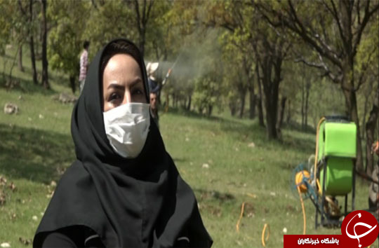 آفت به جان جنگل های زاگرس/ زنگ خطر حیات درختان بلوط به صدا درآمد
