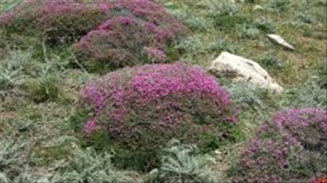 کشت گیاهان دارویی در ۵۰ هکتار از مراتع آباده