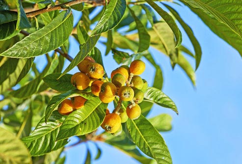 بهترین روغن برای زیبایی پوست و سلامت