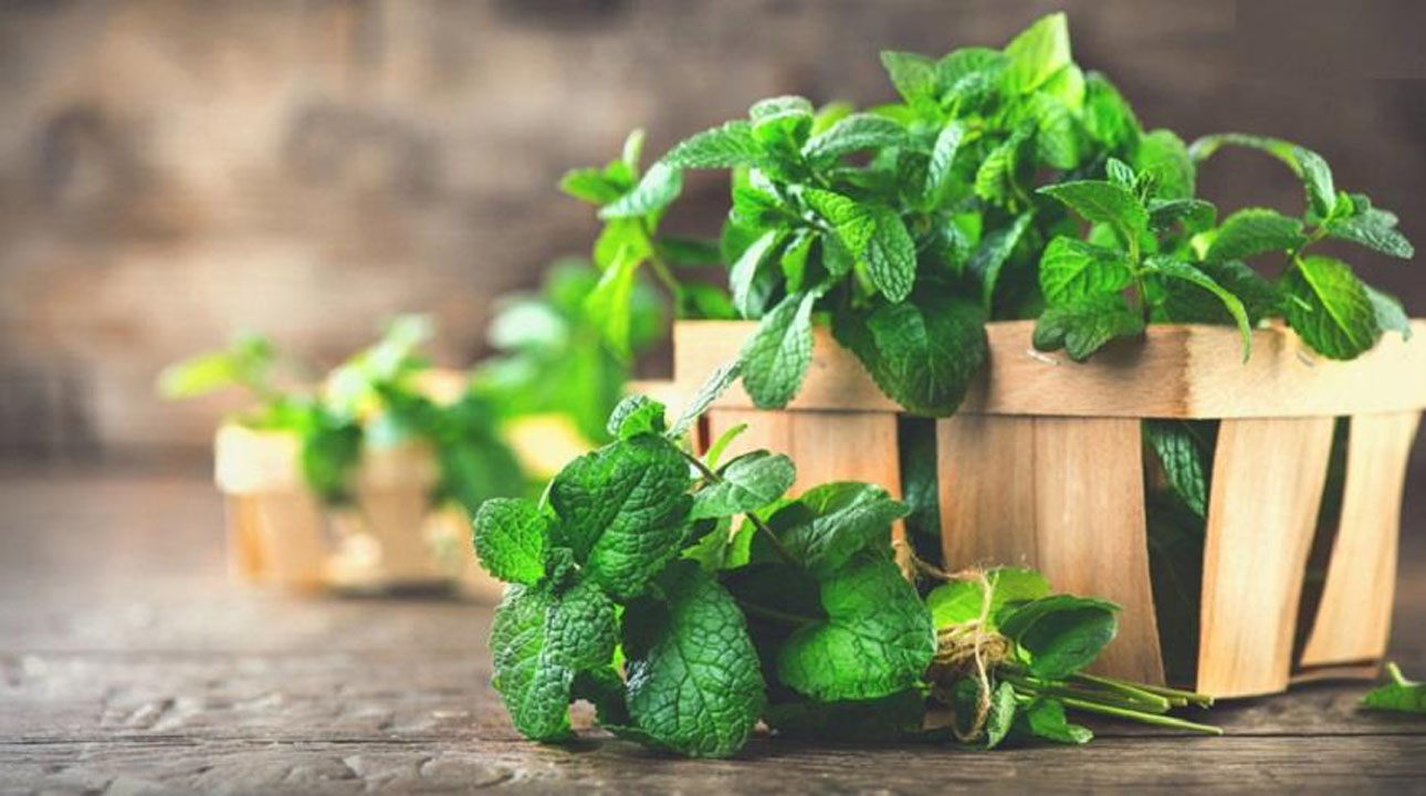 خواص شگفت انگیز نعناع  برای روزه داران