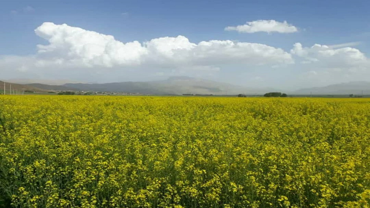 برای تولید محصول مرغوب زمان مبارزه با آفت کلزا اهمیت دارد