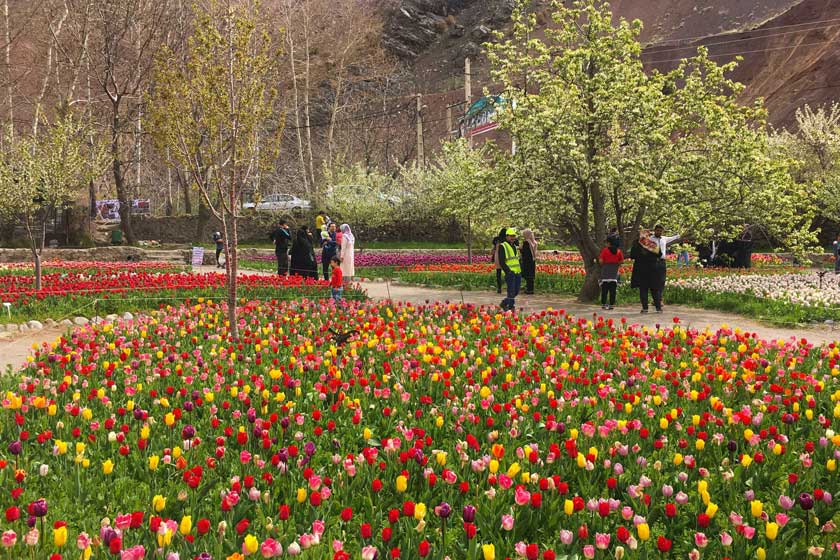 رنگین کمانی از لاله ها+ عکس و فیلم