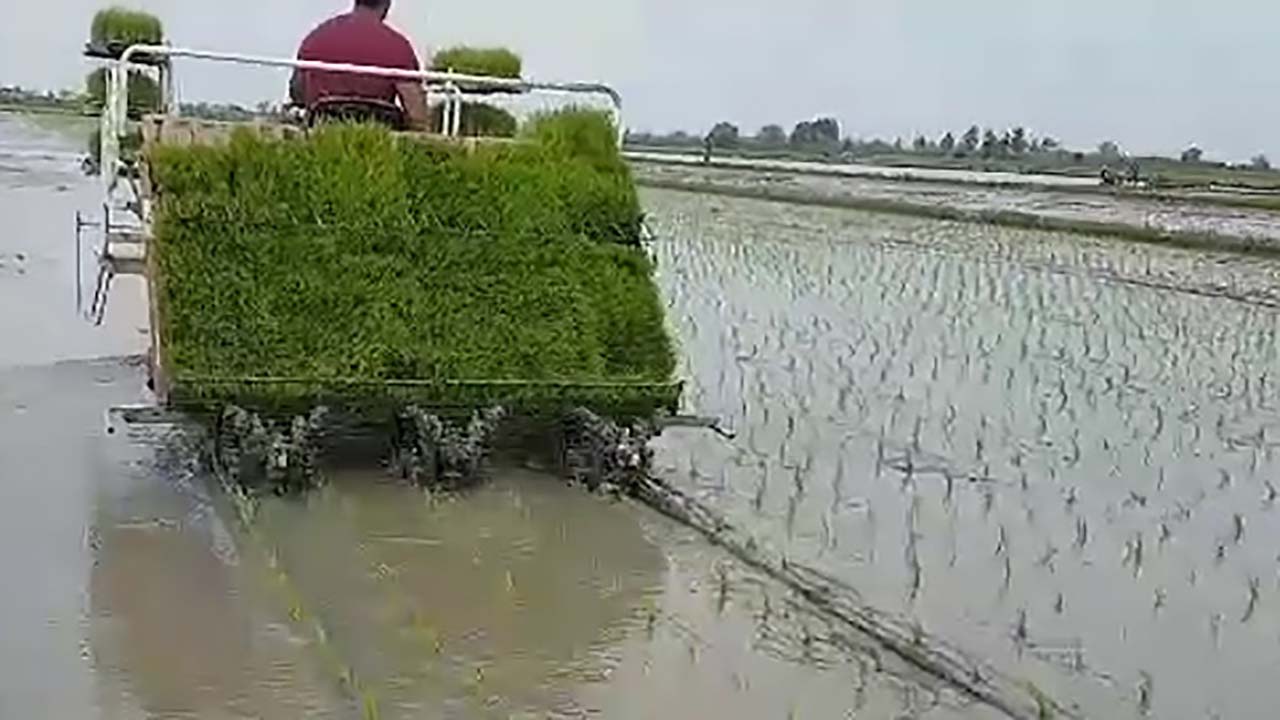 نشاء مکانیزه برنج در روستای کیامحله + فیلم