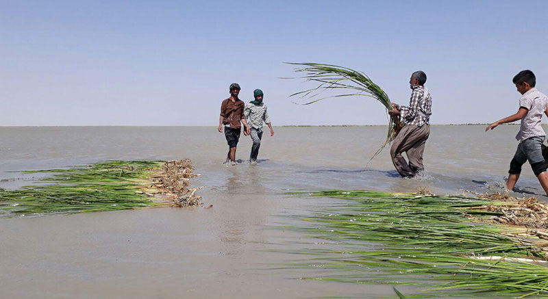 نفس&zwnj;های تازه تالاب بین&zwnj;المللی هامون پس از سالیان طولانی خشکسالی