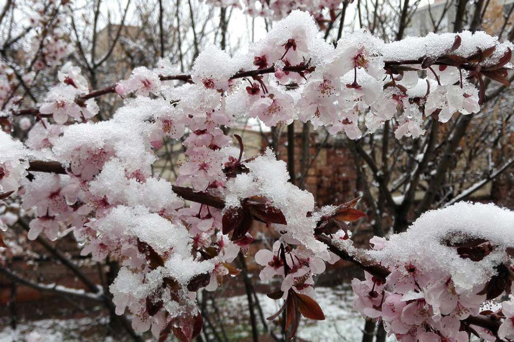 خسارت سرما به مزارع کلزا فاروج