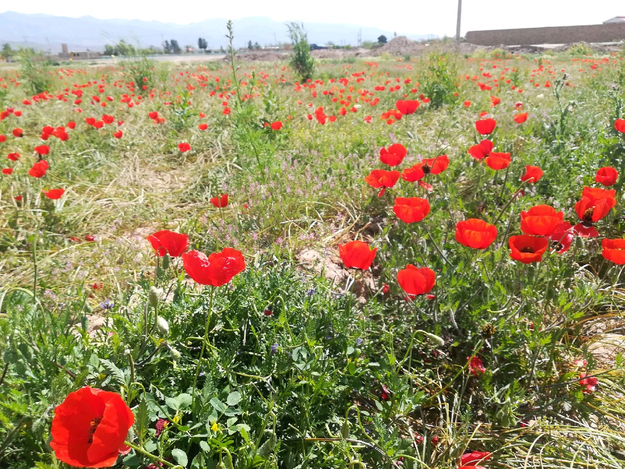 گل های شقایق جلوه ای از زیبایی های آفرینش